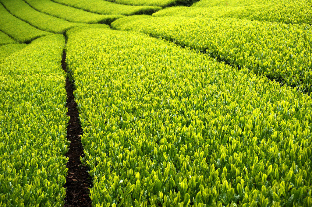 Pole herbaciane -matcha czyli sproszkowana zielona herbata