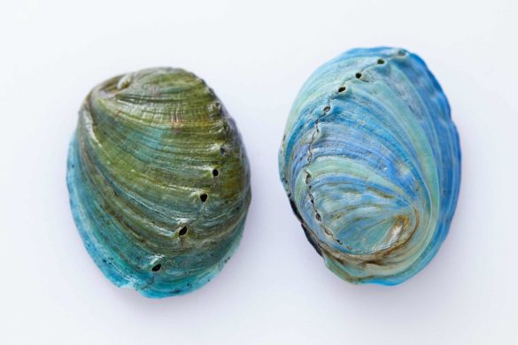 Muszle ślimaka abalone są niezwykle piękne